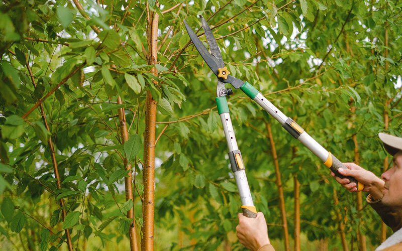 Tree trimming in Mackay, ID